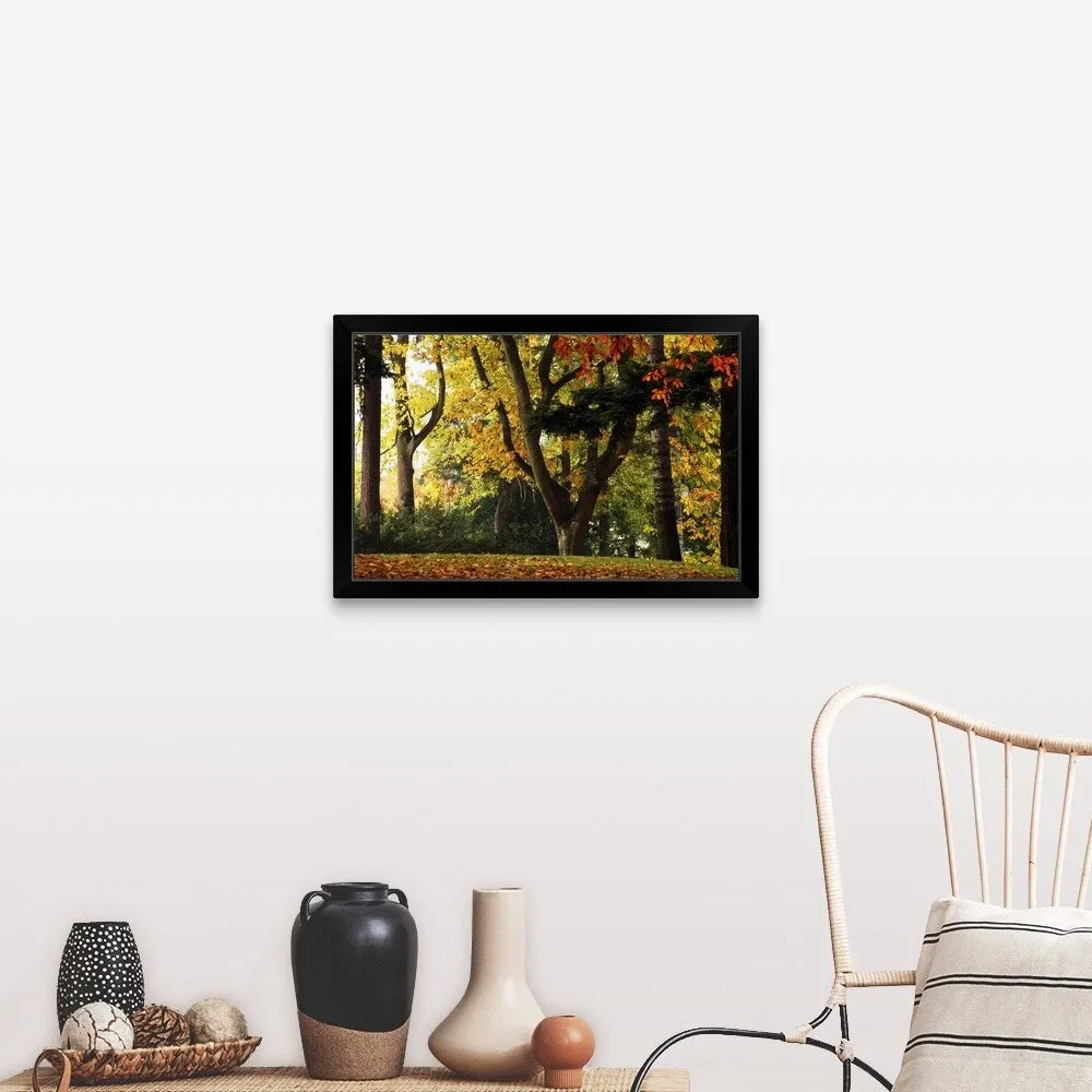 "Autumn Color Trees" Black Framed Print