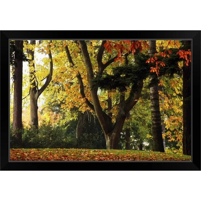 "Autumn Color Trees" Black Framed Print