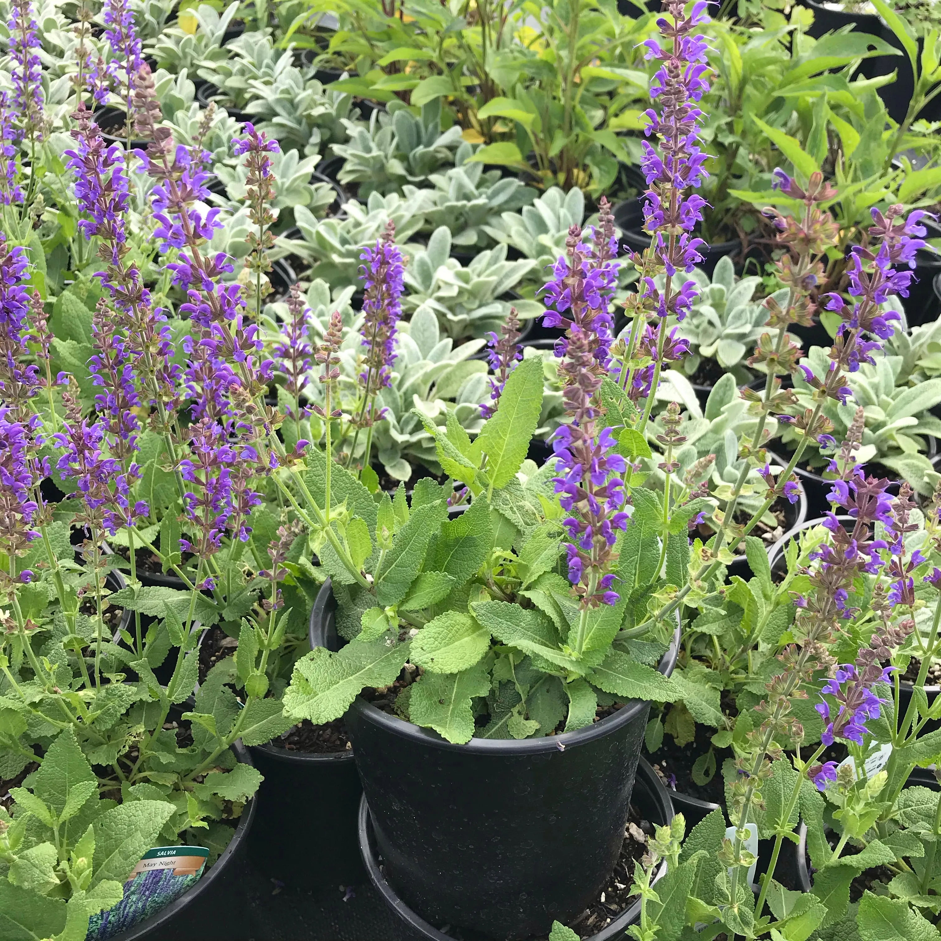 Salvia 'May Night'