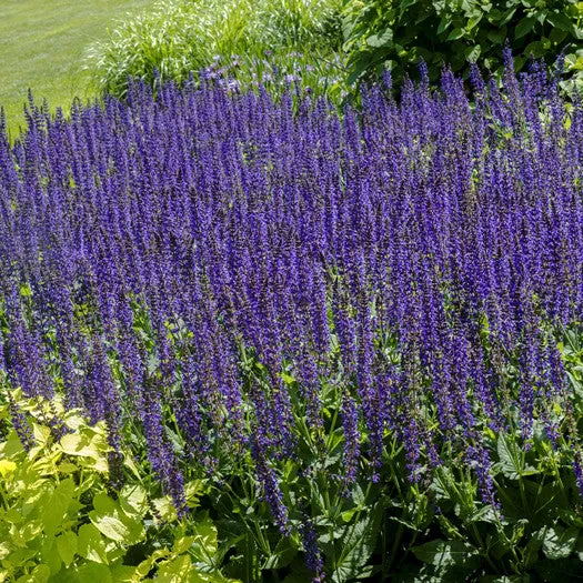 Salvia 'May Night'